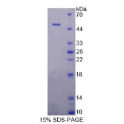 SDS-PAGE analysis of Human PUS1 Protein.
