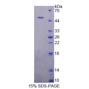 SDS-PAGE analysis of Human PUS1 Protein.