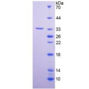 SDS-PAGE analysis of Human PAM Protein.