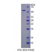 SDS-PAGE analysis of recombinant Mouse PLIN1 Protein.