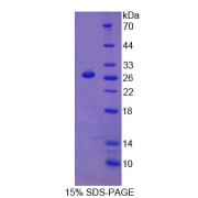 SDS-PAGE analysis of Human PRODH Protein.