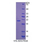SDS-PAGE analysis of Mouse PRODH Protein.