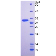 SDS-PAGE analysis of Human RGN Protein.