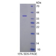 SDS-PAGE analysis of Mouse RGN Protein.