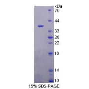 SDS-PAGE analysis of Rat RGN Protein.