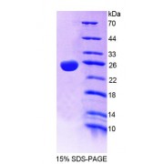 SDS-PAGE analysis of Human TASP1 Protein.