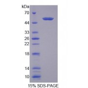 SDS-PAGE analysis of Mouse TDP1 Protein.