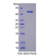 SDS-PAGE analysis of Mouse TDP1 Protein.