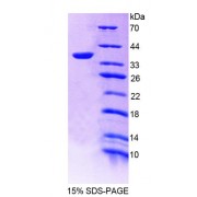 SDS-PAGE analysis of Human TMEM1 Protein.