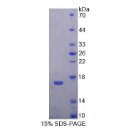 SDS-PAGE analysis of Mouse TNP2 Protein.