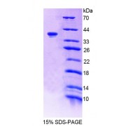 SDS-PAGE analysis of Human TNS1 Protein.