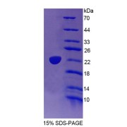 SDS-PAGE analysis of Human TRERF1 Protein.