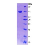 SDS-PAGE analysis of Human TREX1 Protein.