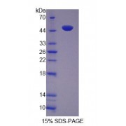 SDS-PAGE analysis of Mouse TUFT Protein.