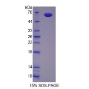 SDS-PAGE analysis of Mouse SCRN1 Protein.