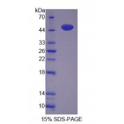 SDS-PAGE analysis of Human RNLS Protein.