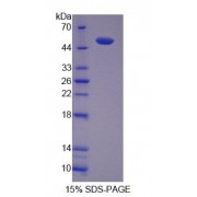 SDS-PAGE analysis of Mouse SKAP1 Protein.