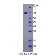 SDS-PAGE analysis of Human SMS Protein.