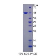 SDS-PAGE analysis of Human SMS Protein.