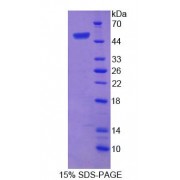 SDS-PAGE analysis of Rat SNCaIP1 Protein.