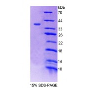 SDS-PAGE analysis of recombinant Mouse SNTb1 Protein.