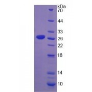 SDS-PAGE analysis of Mouse SREBF1 Protein.