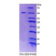 SDS-PAGE analysis of Mouse STAM2 Protein.