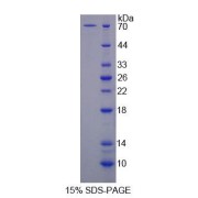 SDS-PAGE analysis of Rat SURF1 Protein.