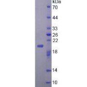 SDS-PAGE analysis of Mouse FGF22 Protein.