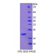 SDS-PAGE analysis of recombinant Mouse PDGFC Protein.