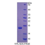abx650243