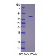 SDS-PAGE analysis of Mouse CTSH Protein.