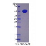 SDS-PAGE analysis of recombinant Mouse CTSW Protein.