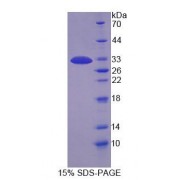 SDS-PAGE analysis of Mouse MAP1B Protein.