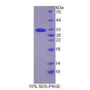 SDS-PAGE analysis of Mouse MAP1B Protein.