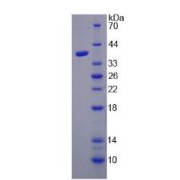 SDS-PAGE analysis of recombinant Human HARS Protein.