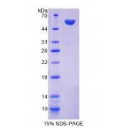 SDS-PAGE analysis of Mouse FARS2 Protein.
