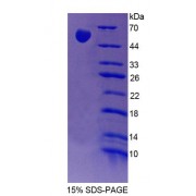 SDS-PAGE analysis of Rat FARS2 Protein.
