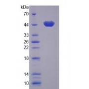 SDS-PAGE analysis of Human CAMK1 Protein.