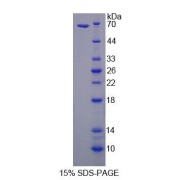 SDS-PAGE analysis of Rat SMPD2 Protein.