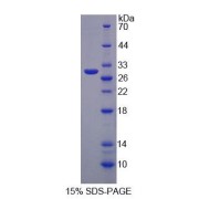 SDS-PAGE analysis of Human MPP3 Protein.