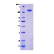 abx650289