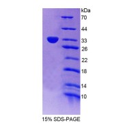 SDS-PAGE analysis of Mouse PLSCR5 Protein.