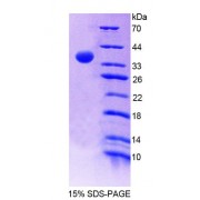 SDS-PAGE analysis of Mouse RNASEH2A Protein.
