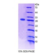 SDS-PAGE analysis of Mouse SDF2L1 Protein.