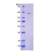 SDS-PAGE analysis of Mouse GaNAB Protein.