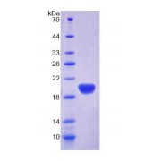 SDS-PAGE analysis of Human APOL2 Protein.