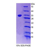 SDS-PAGE analysis of Mouse PTPN2 Protein.