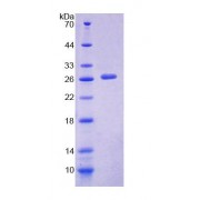 SDS-PAGE analysis of Mouse PTPN3 Protein.