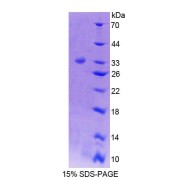 SDS-PAGE analysis of Mouse PTPN5 Protein.